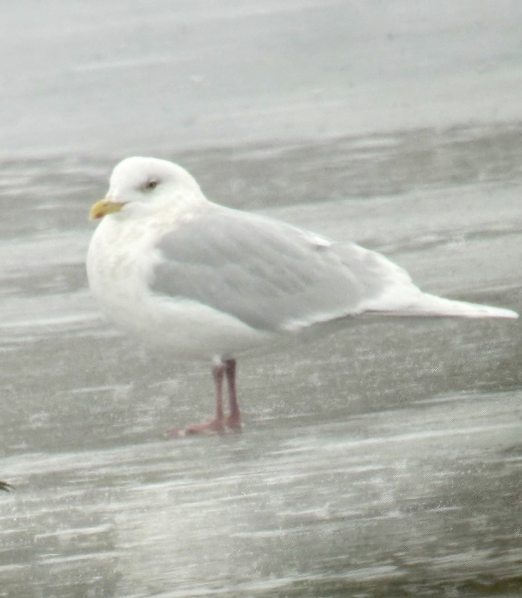 Iceland Gull (kumlieni) - ML647764919