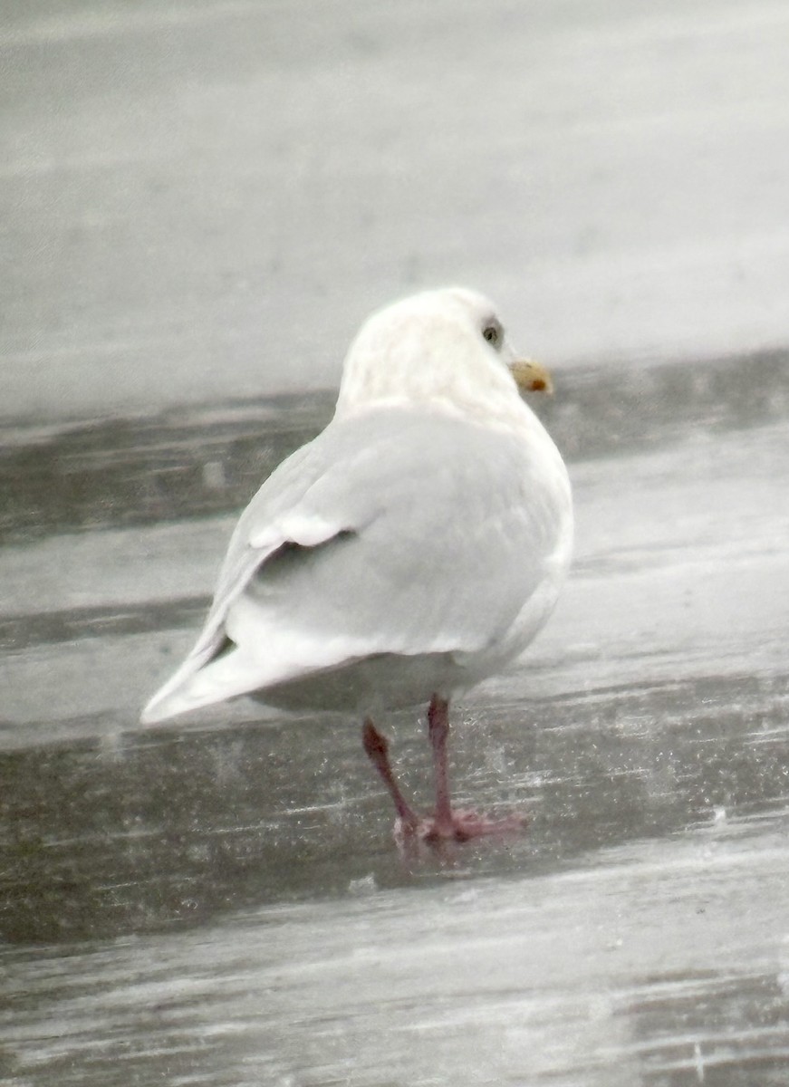 Iceland Gull (kumlieni) - ML647764920