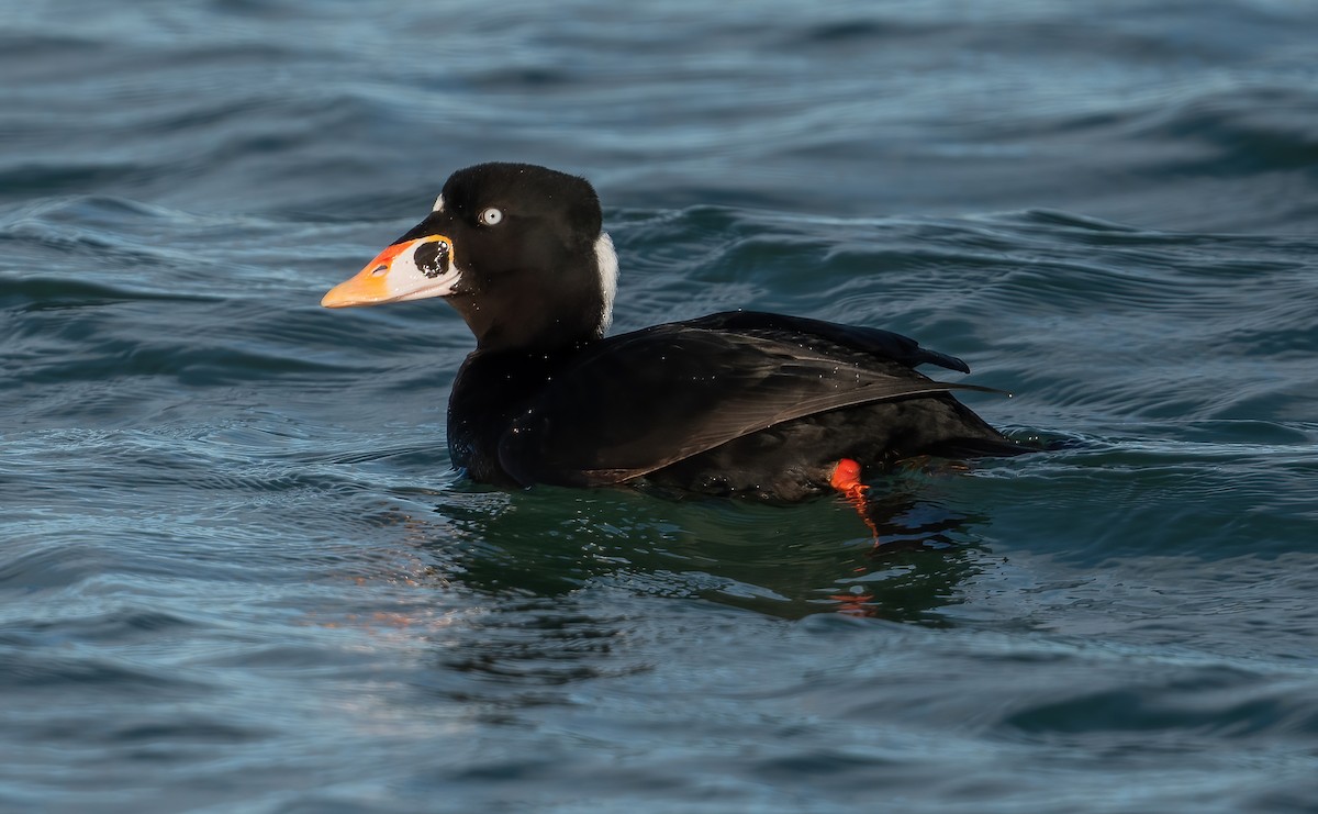 Surf Scoter - ML647764922