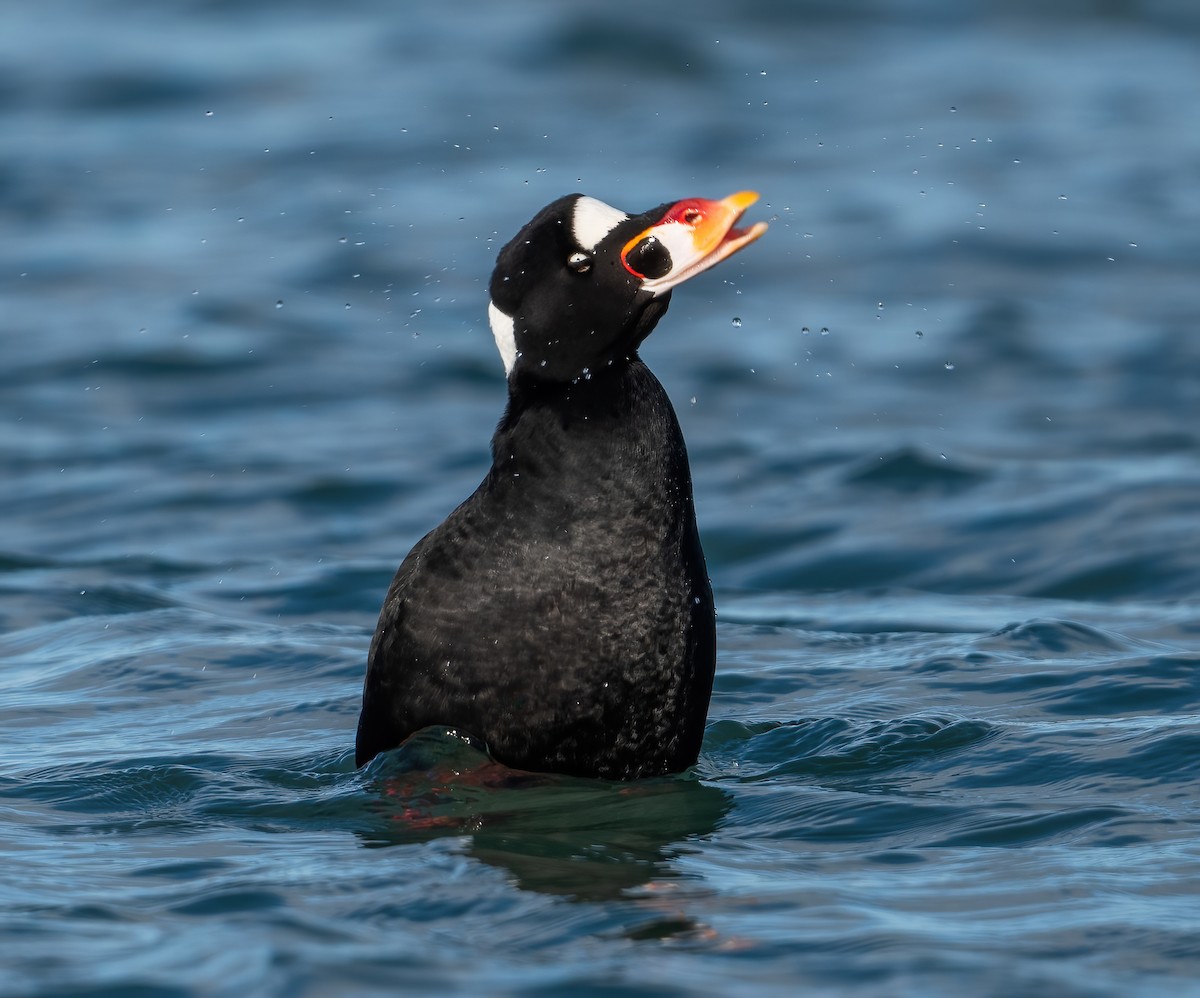 Surf Scoter - ML647764923
