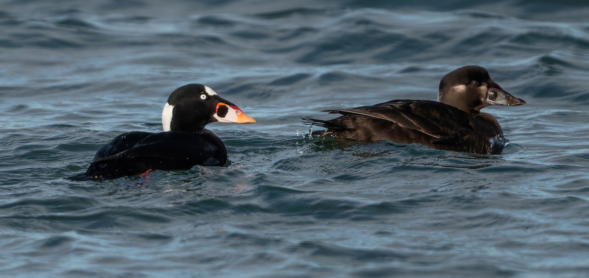 Surf Scoter - ML647764924