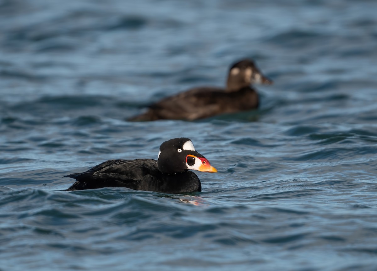 Surf Scoter - ML647764925