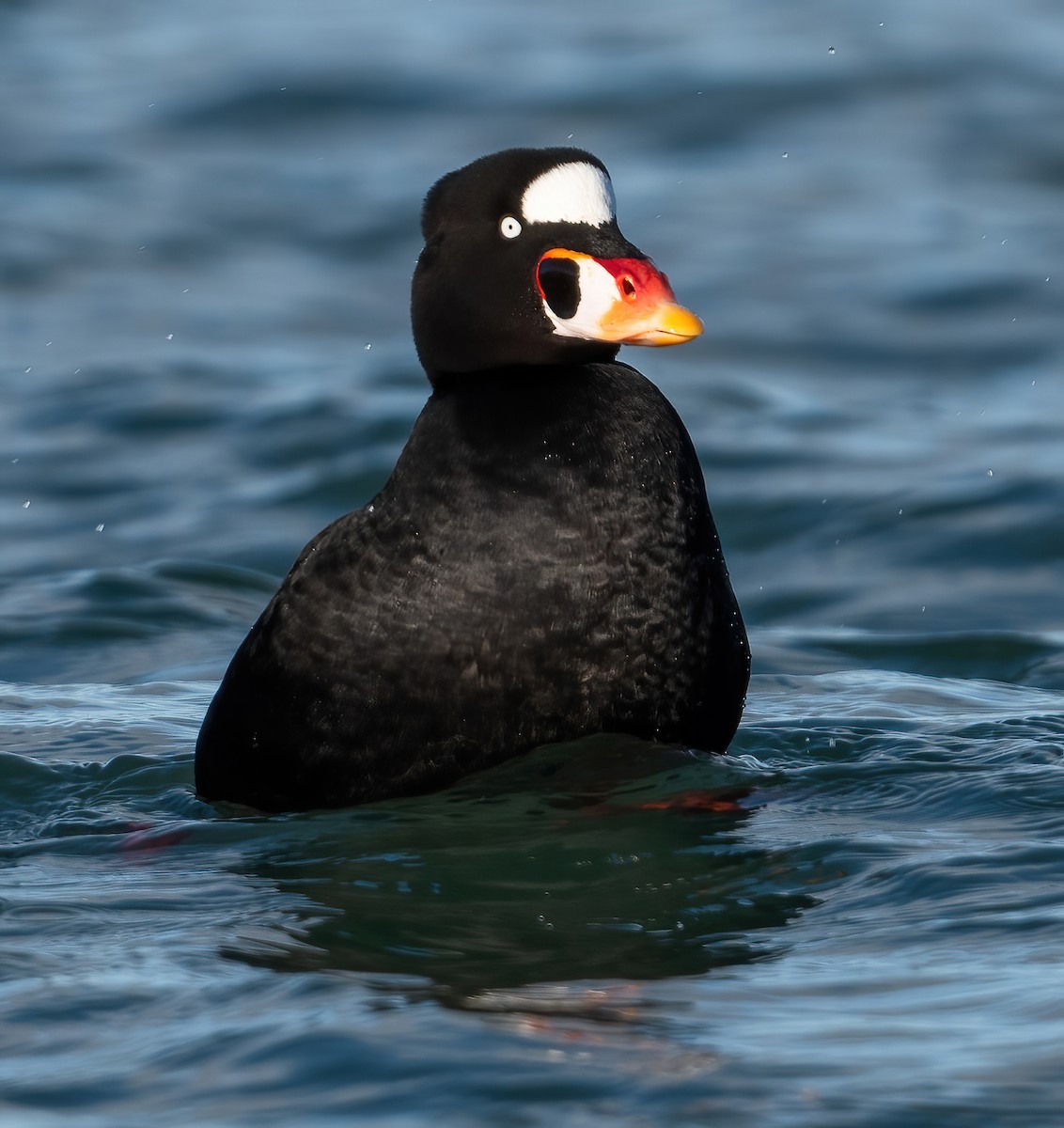 Surf Scoter - ML647764926