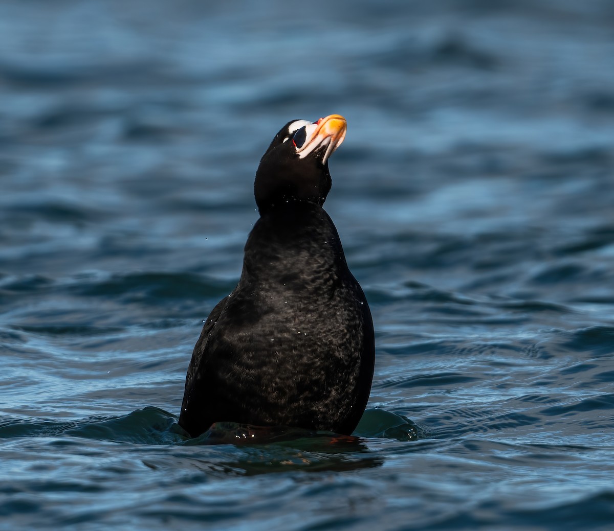 Surf Scoter - ML647764927