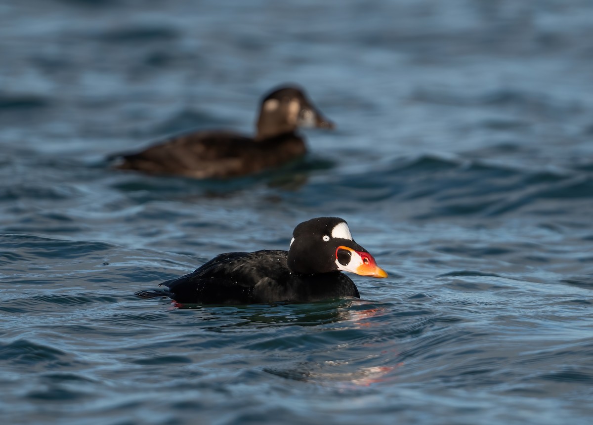 Surf Scoter - ML647764928