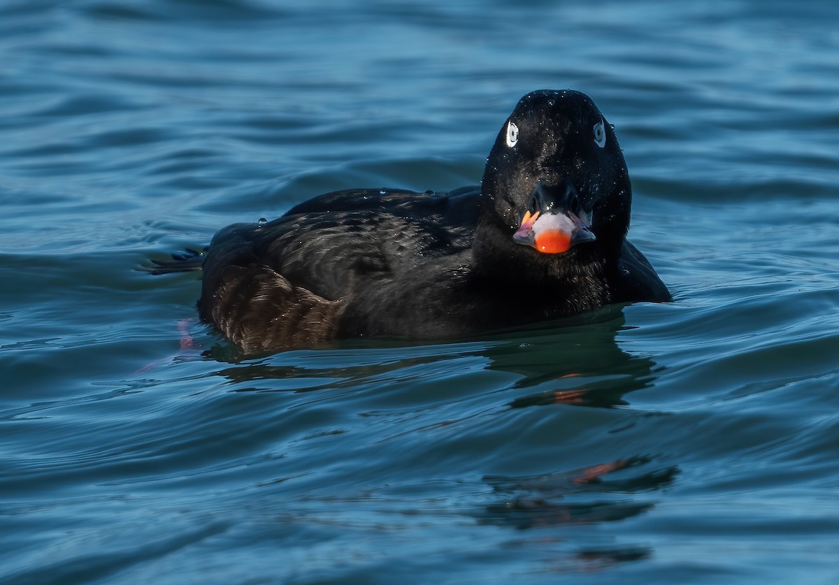 White-winged Scoter - ML647764934
