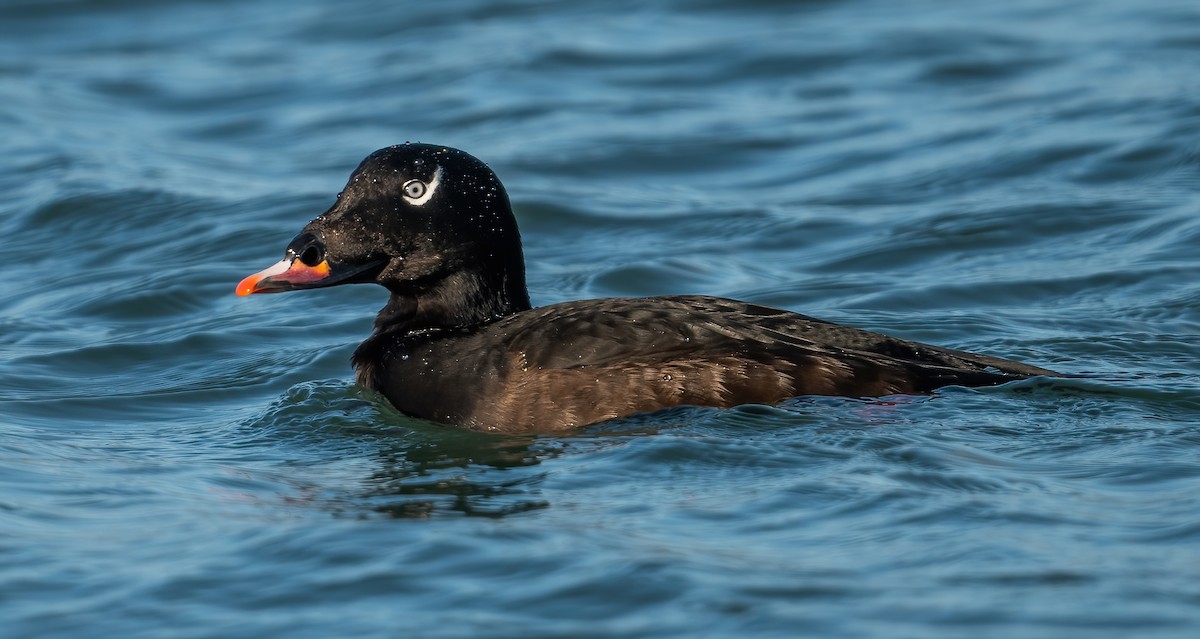 White-winged Scoter - ML647764935
