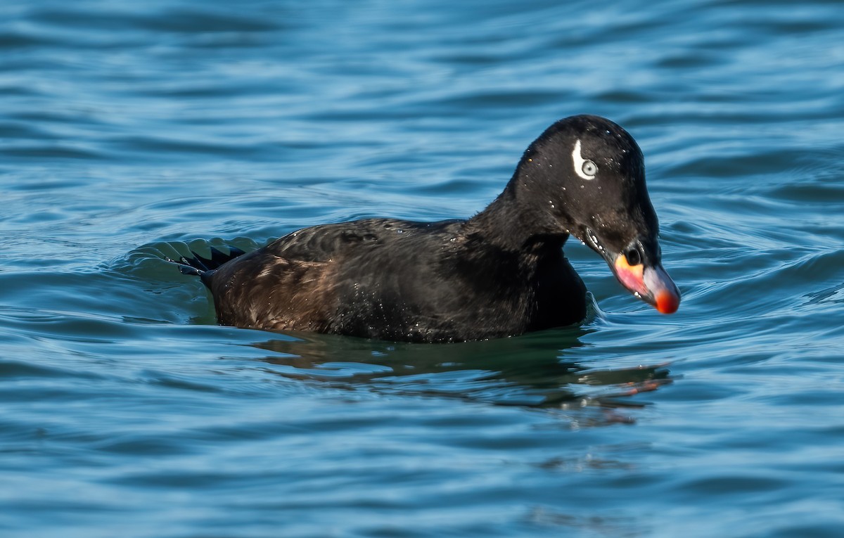 White-winged Scoter - ML647764936