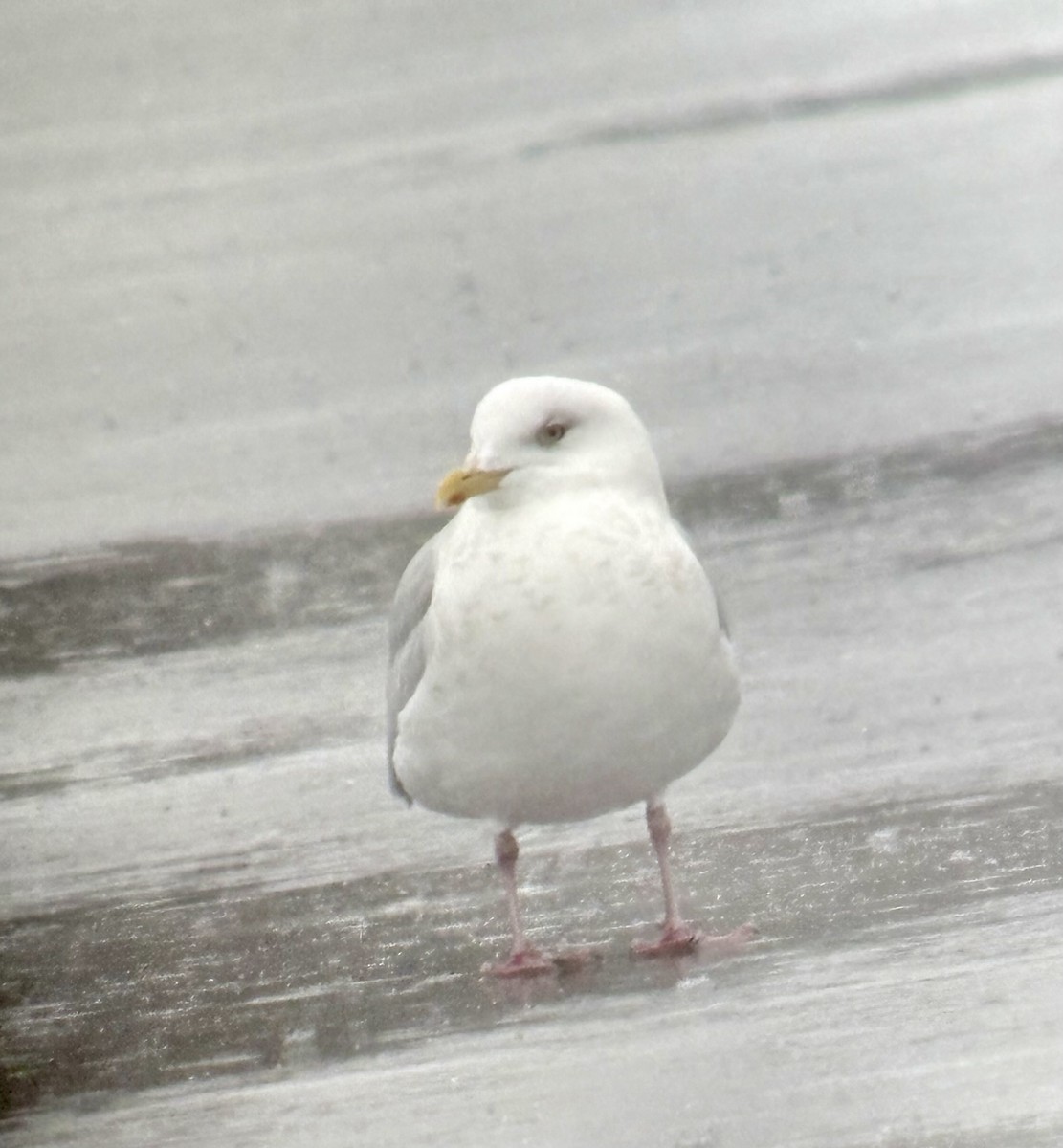 Iceland Gull (kumlieni) - ML647764937