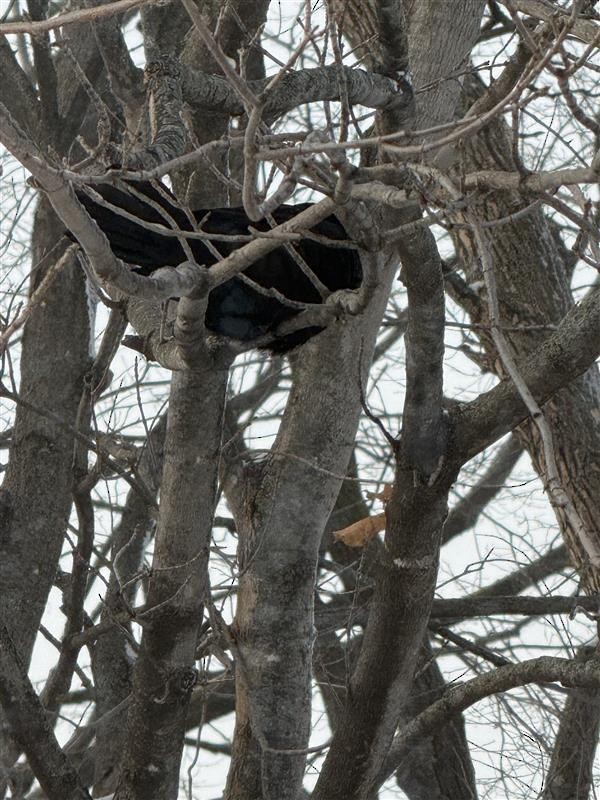 Common Grackle - ML647765005