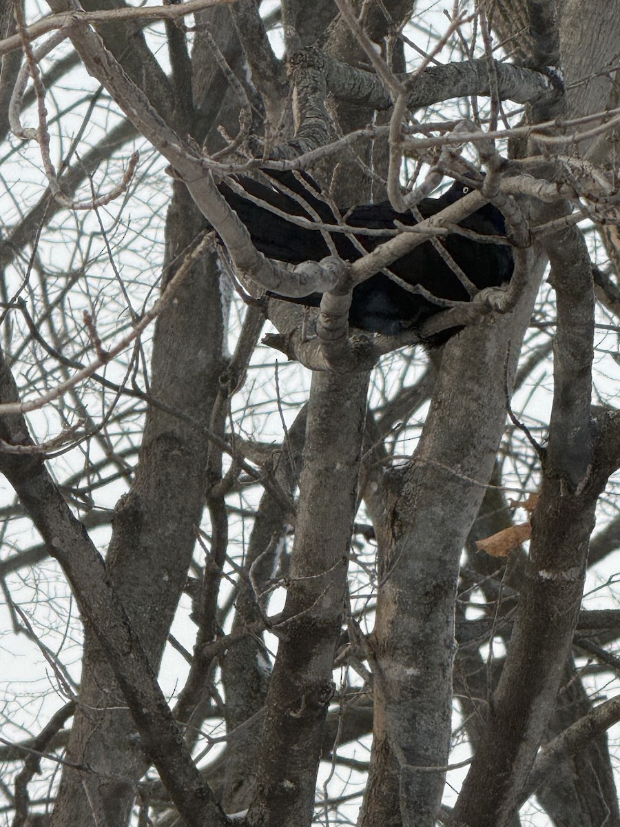 Common Grackle - ML647765006