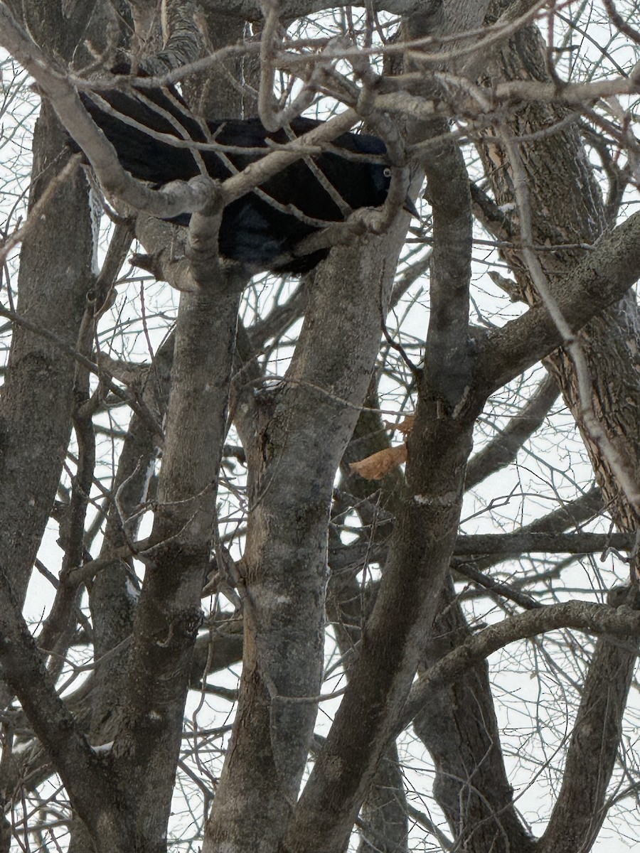Common Grackle - ML647765007