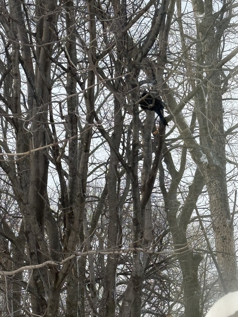 Common Grackle - ML647765008