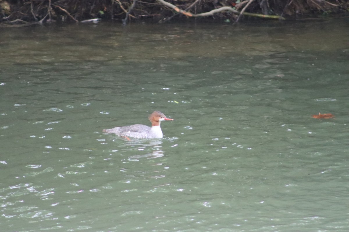 Крех великий - ML647765013