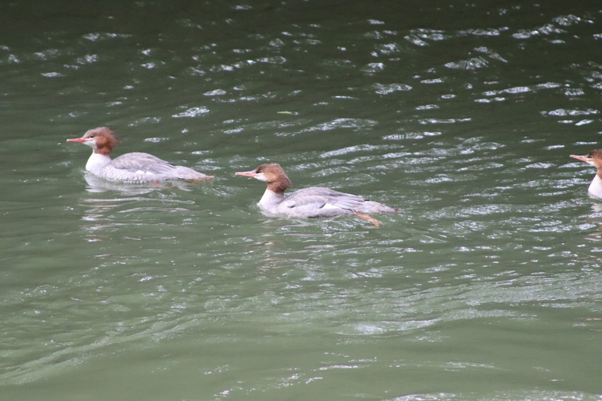 Крех великий - ML647765021