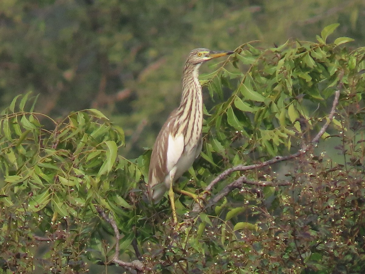 Indian Pond-Heron - ML647765039