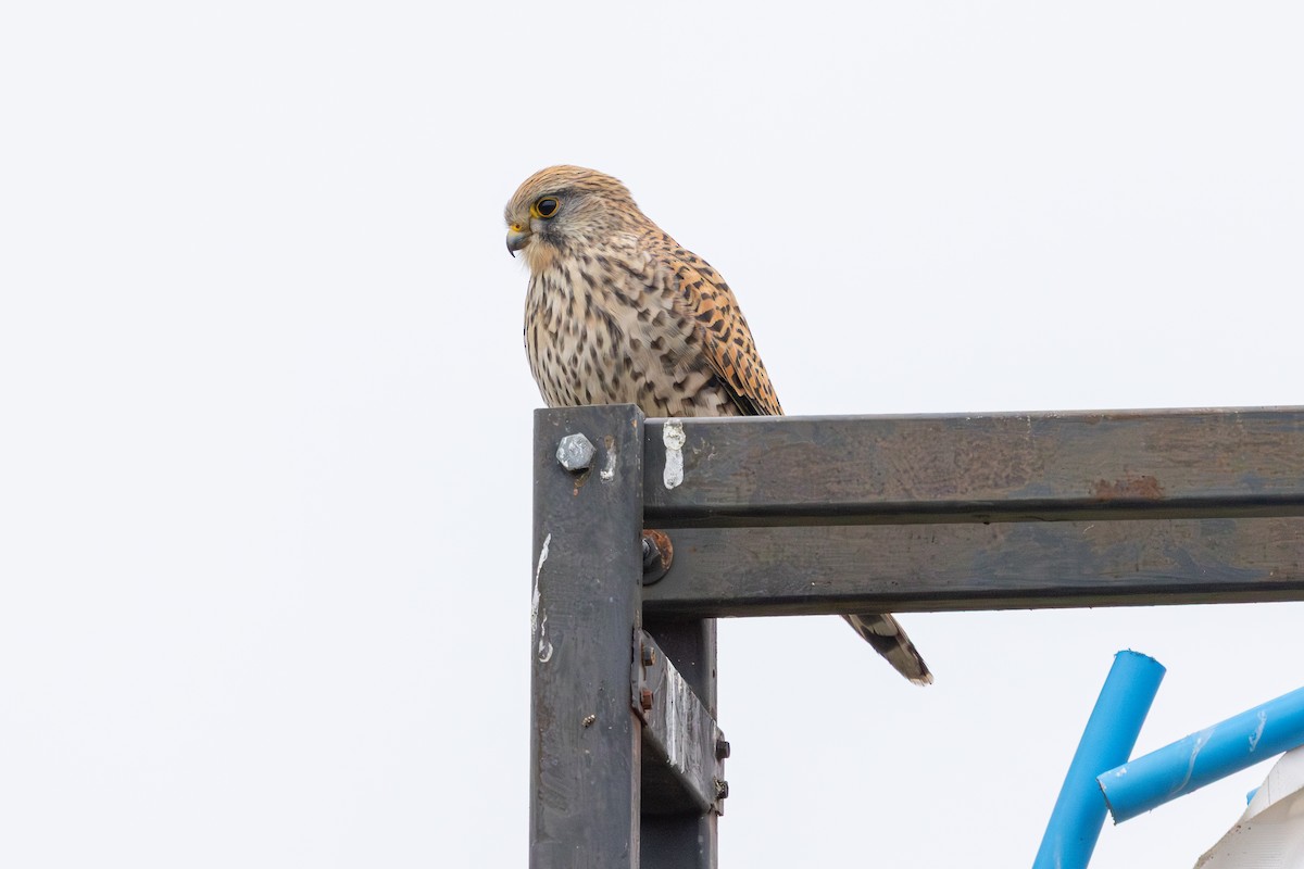 poštolka obecná - ML647765050