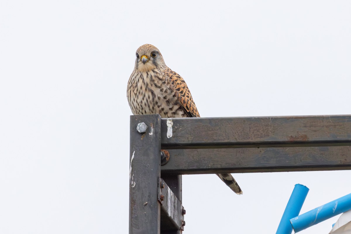 poštolka obecná - ML647765051