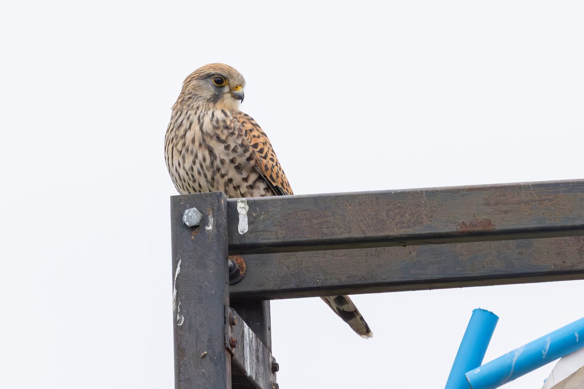 poštolka obecná - ML647765052