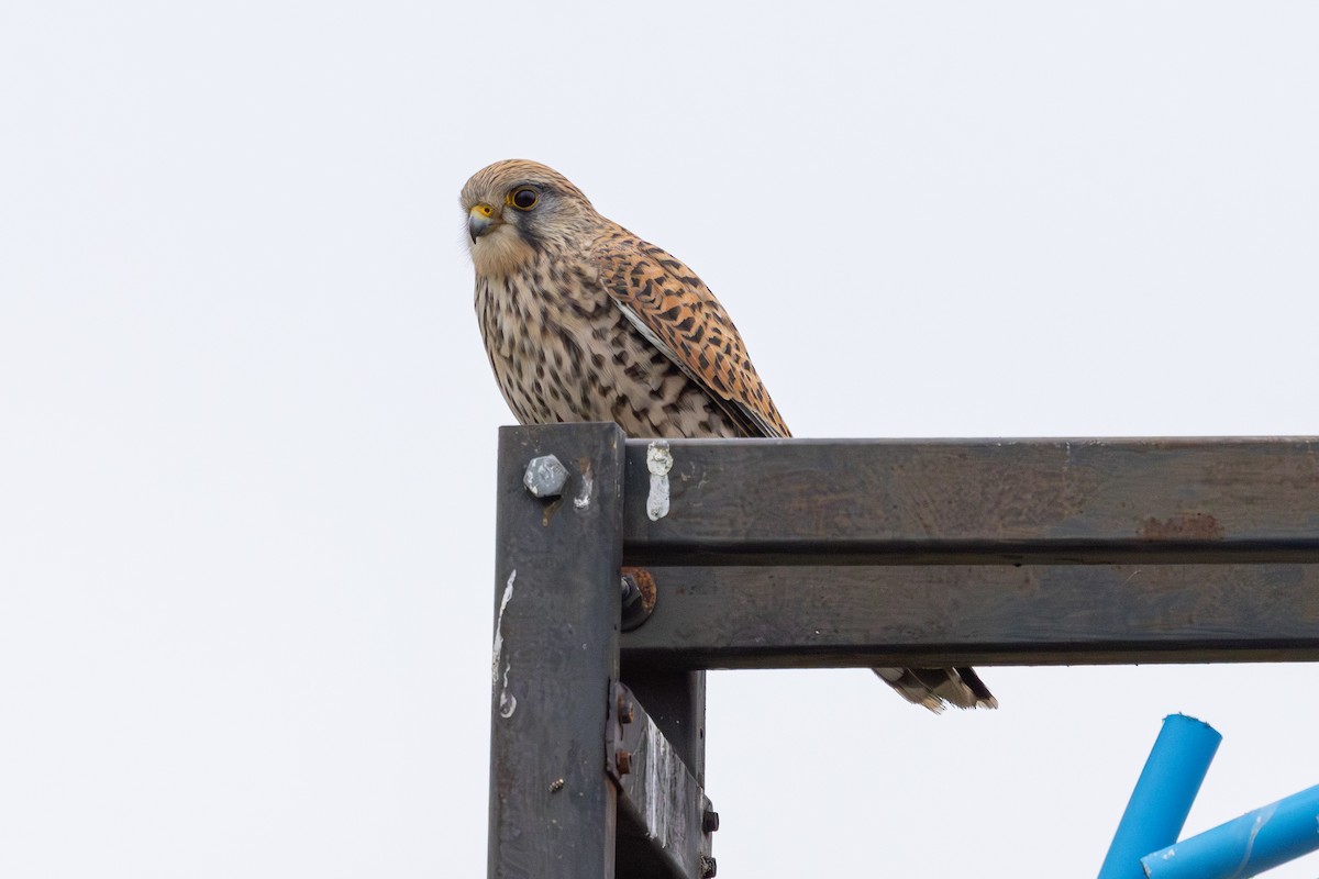 poštolka obecná - ML647765053