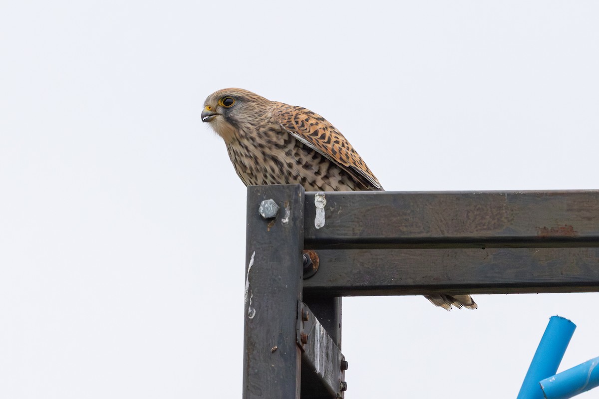 poštolka obecná - ML647765056