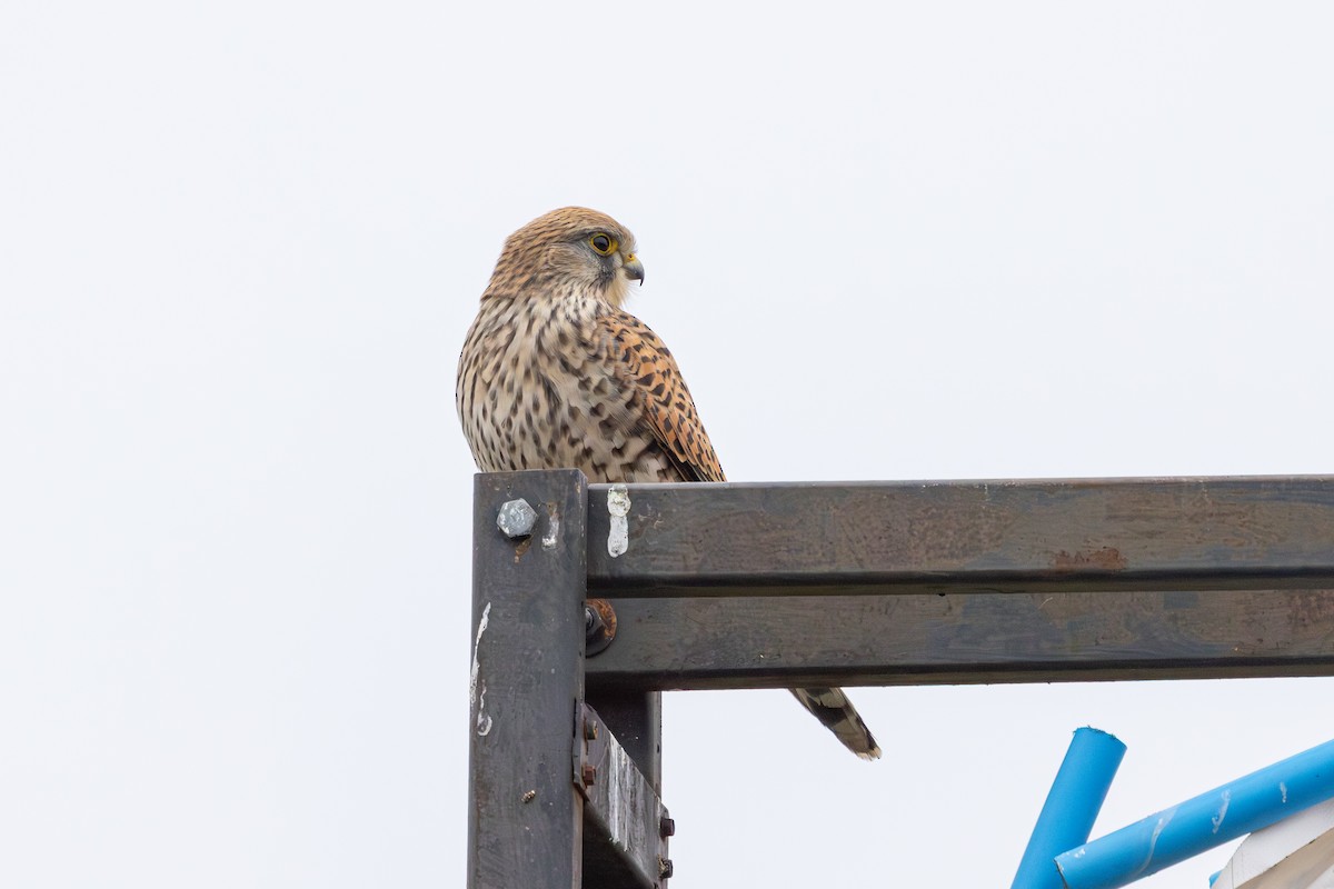 poštolka obecná - ML647765059