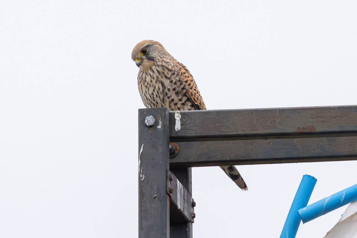 poštolka obecná - ML647765060