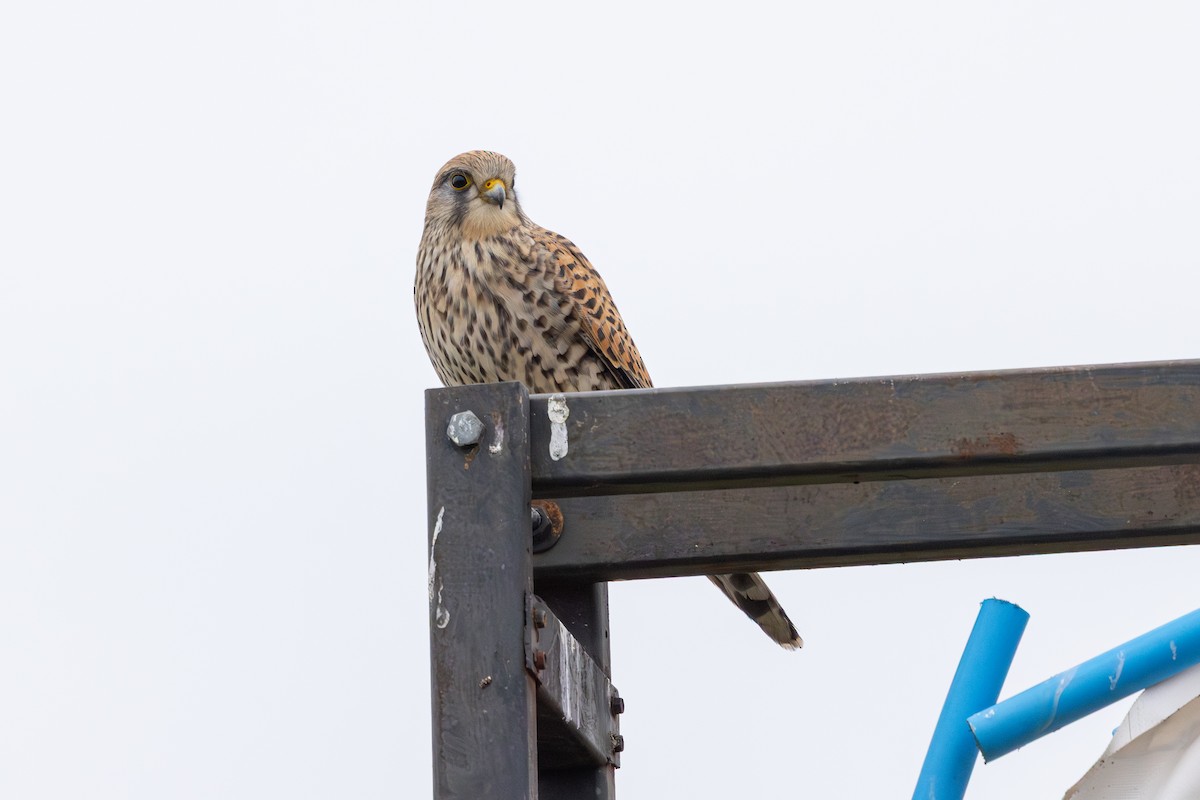 poštolka obecná - ML647765061