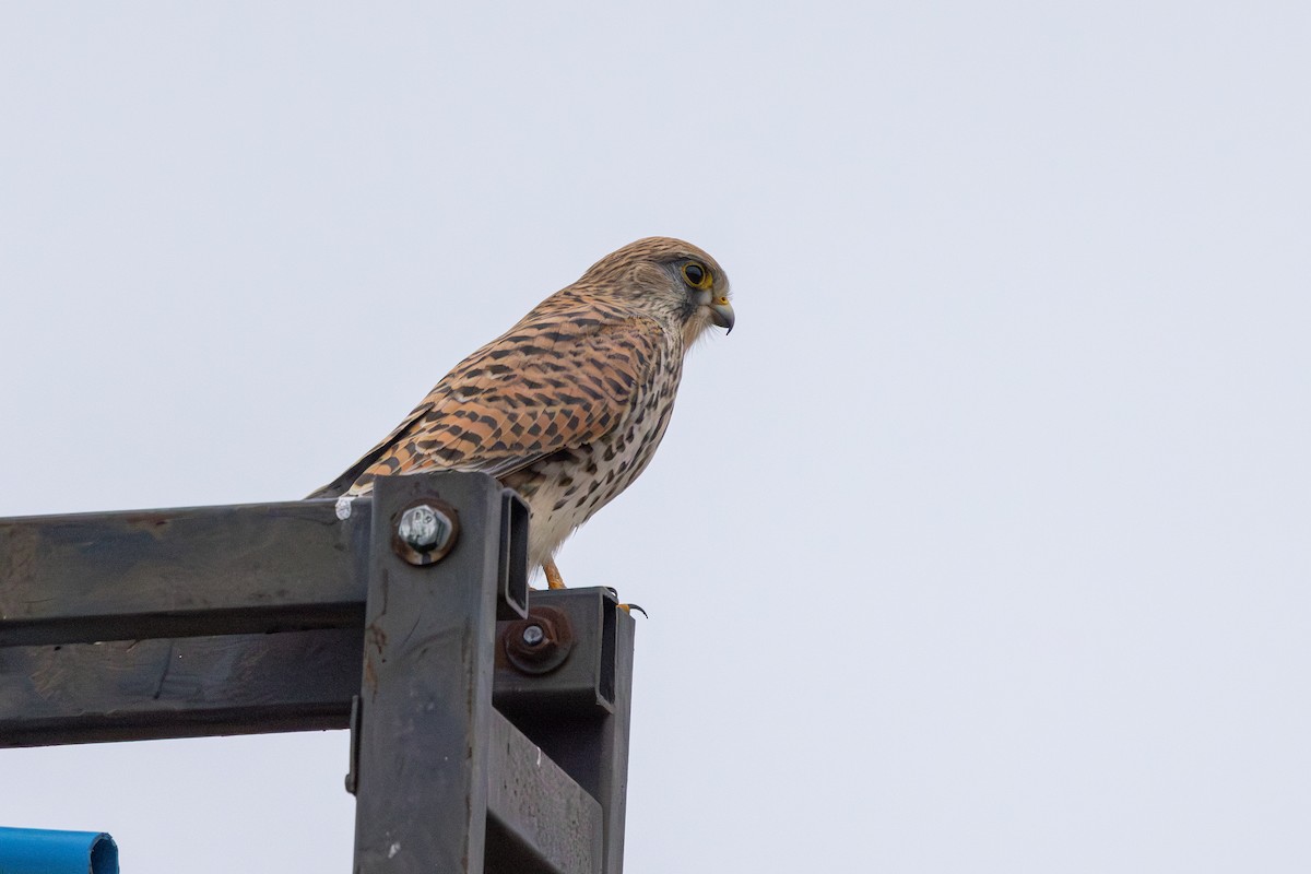 poštolka obecná - ML647765062