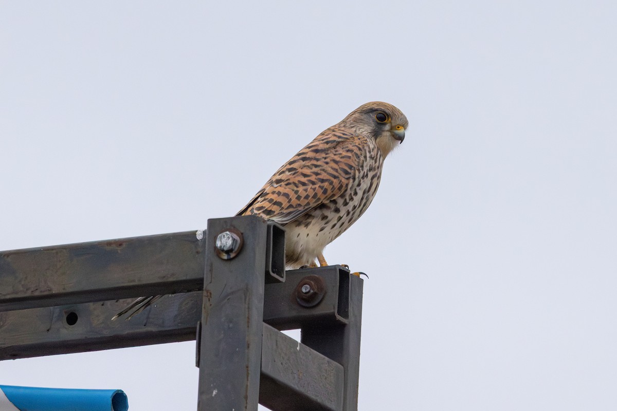 poštolka obecná - ML647765065