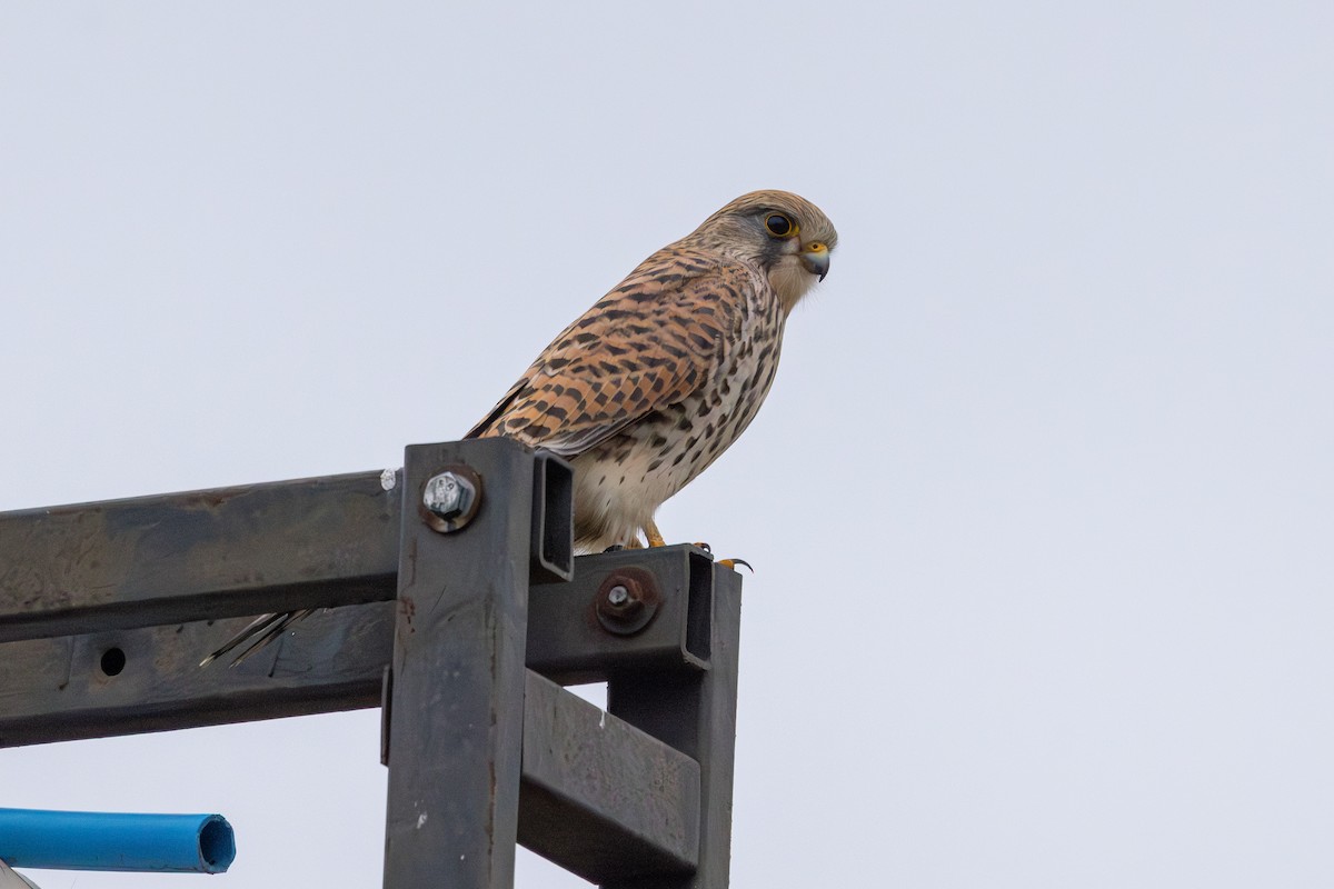 poštolka obecná - ML647765066