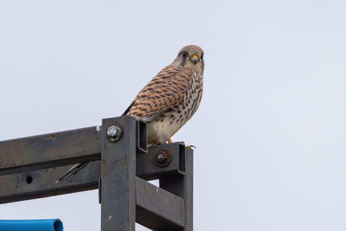 poštolka obecná - ML647765067