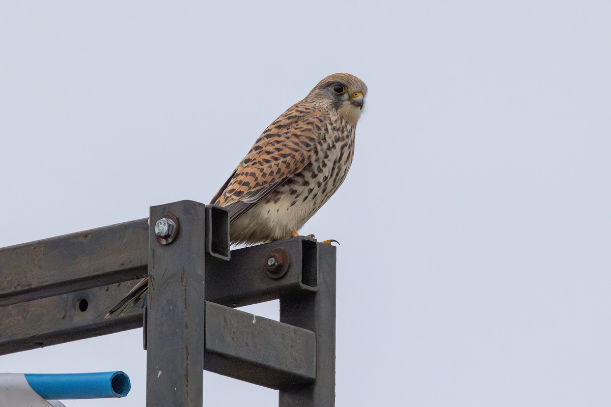 poštolka obecná - ML647765068