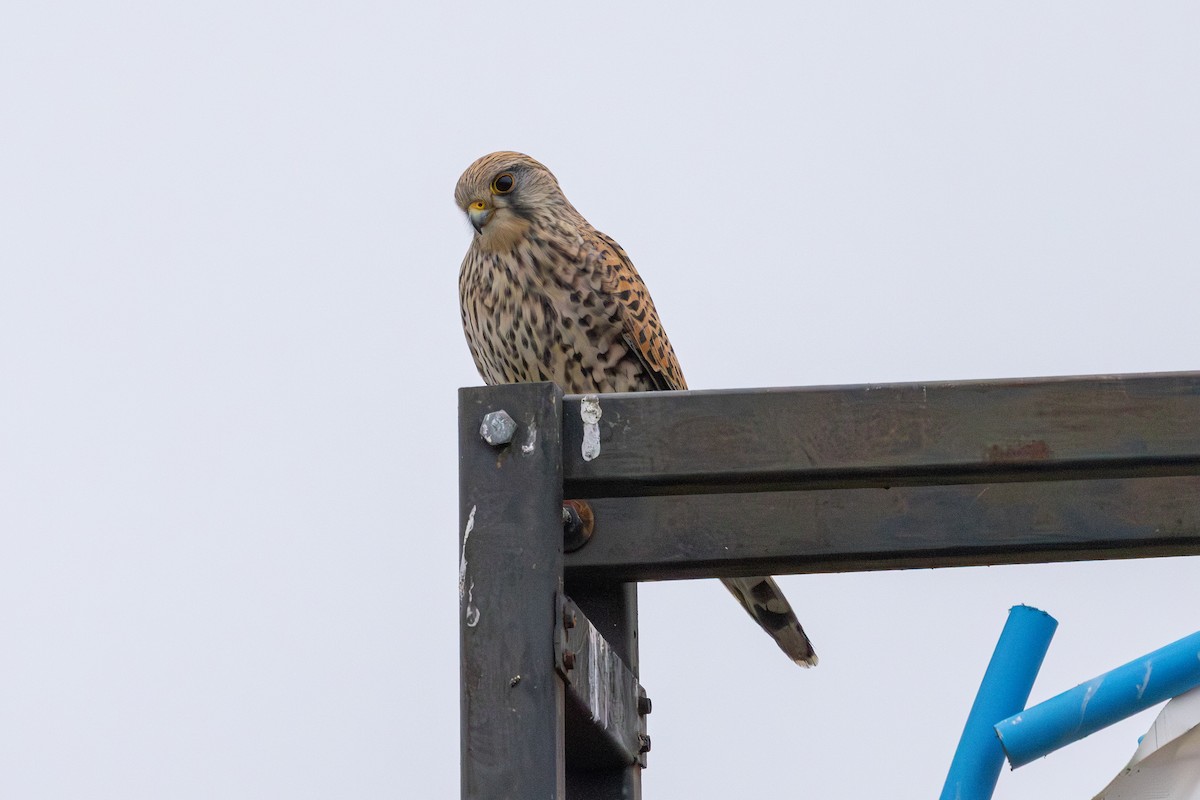 poštolka obecná - ML647765069