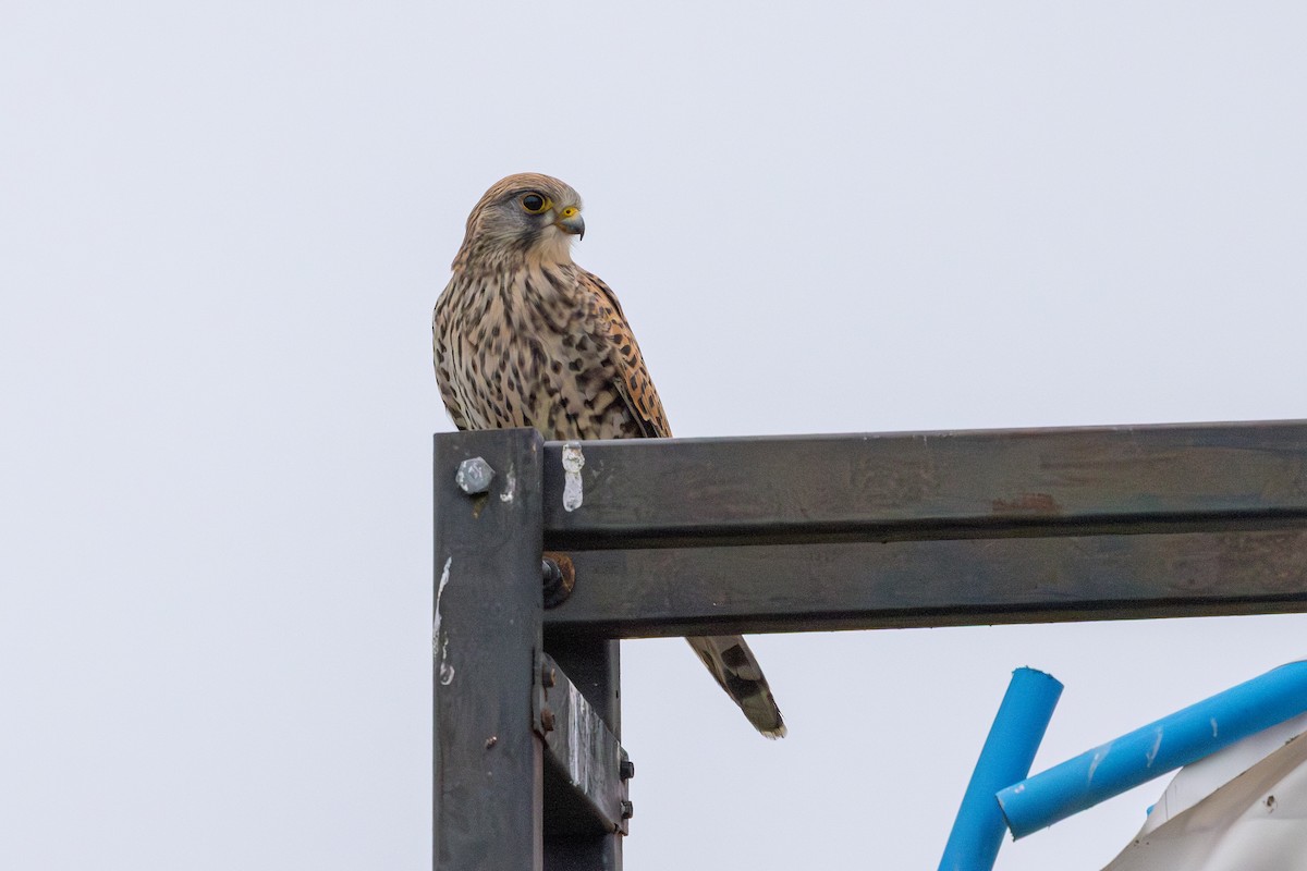 poštolka obecná - ML647765070