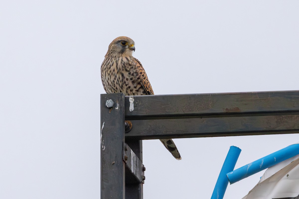 poštolka obecná - ML647765071