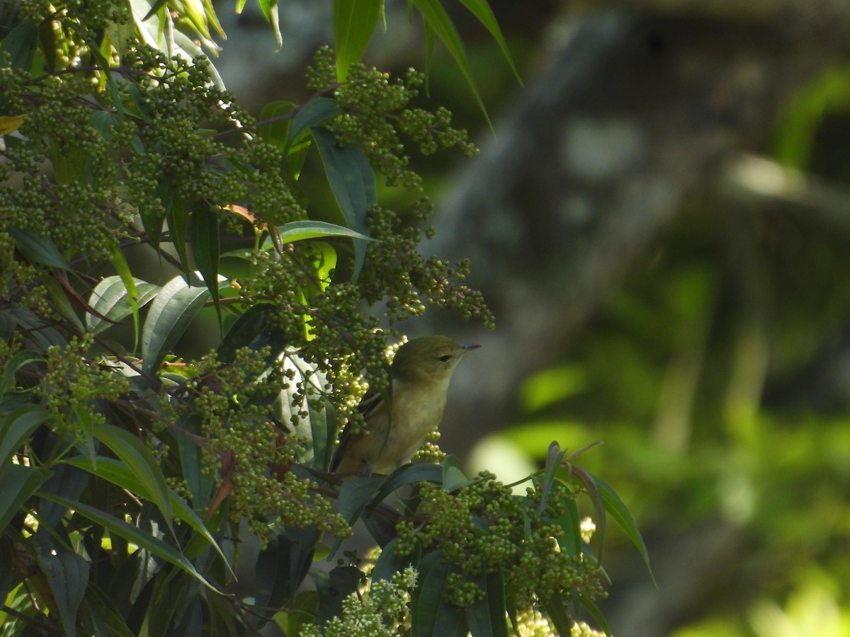 lesňáček kaštanový - ML647765072