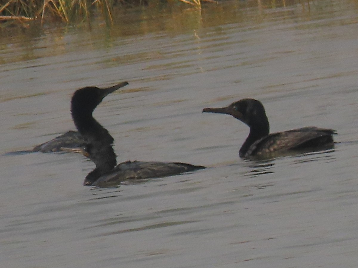 kormorán indomalajský - ML647765073