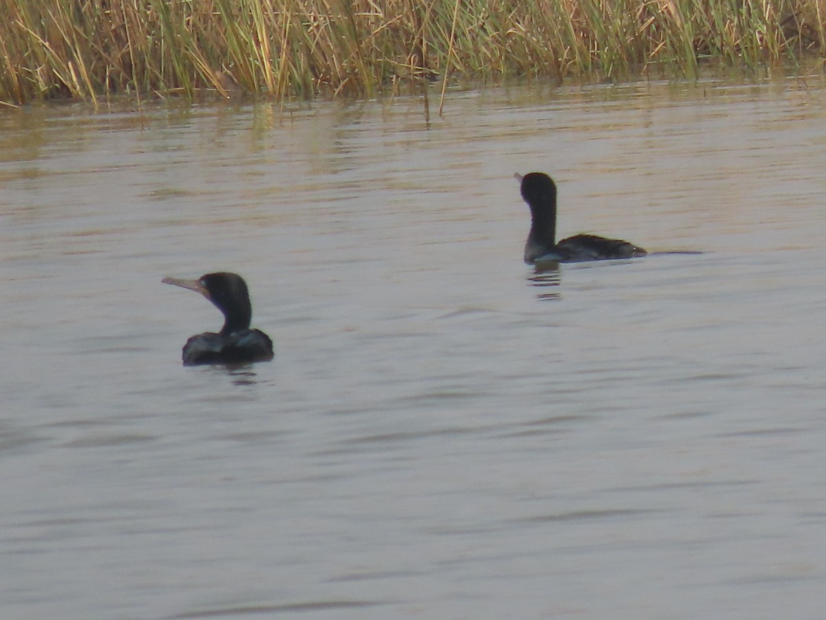 kormorán indomalajský - ML647765074