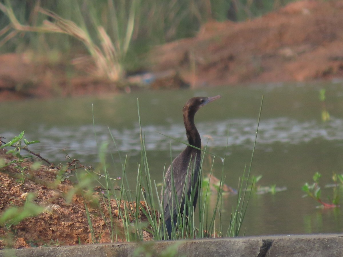 kormorán indomalajský - ML647765075