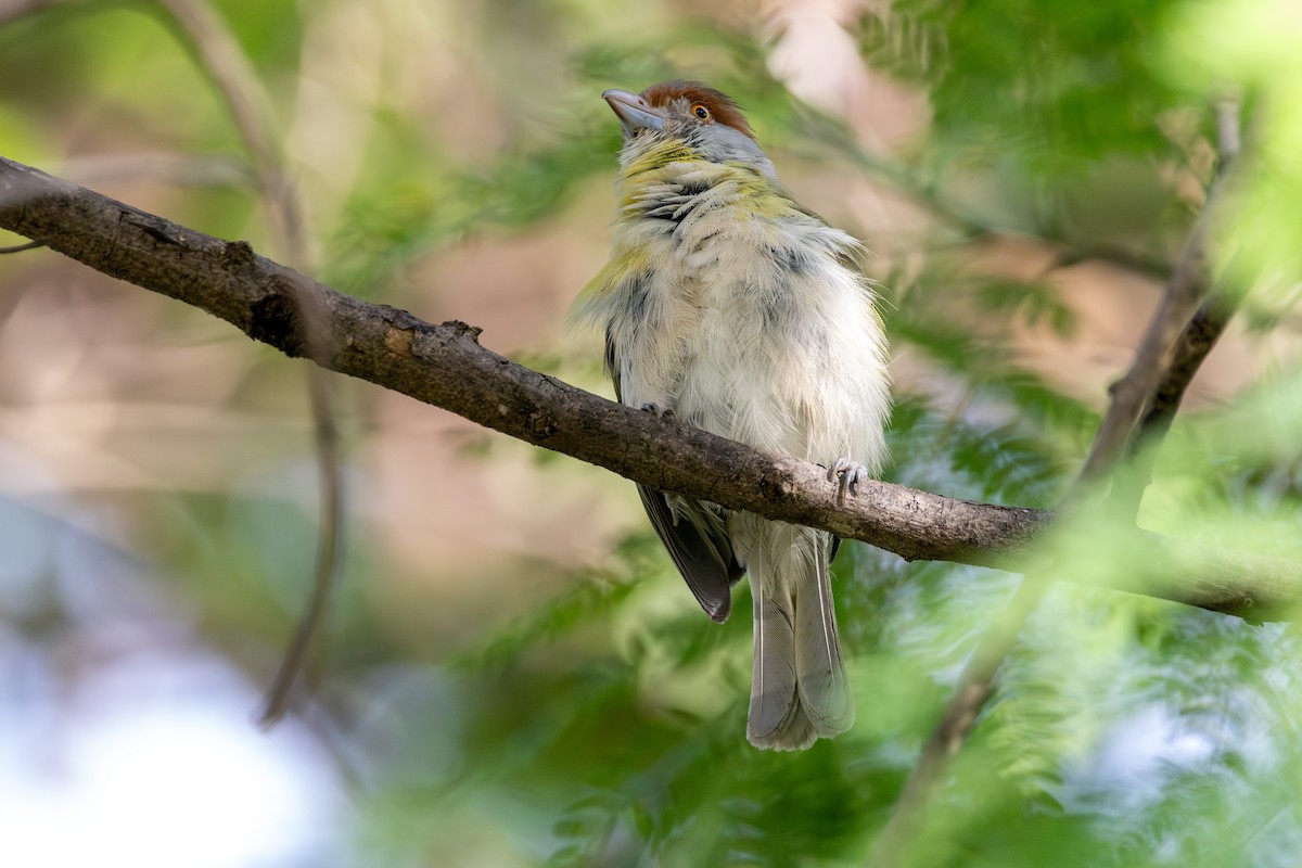 Rufous-browed Peppershrike - ML647765076