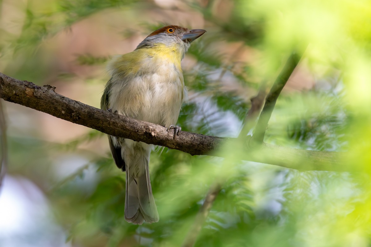 Rufous-browed Peppershrike - ML647765077