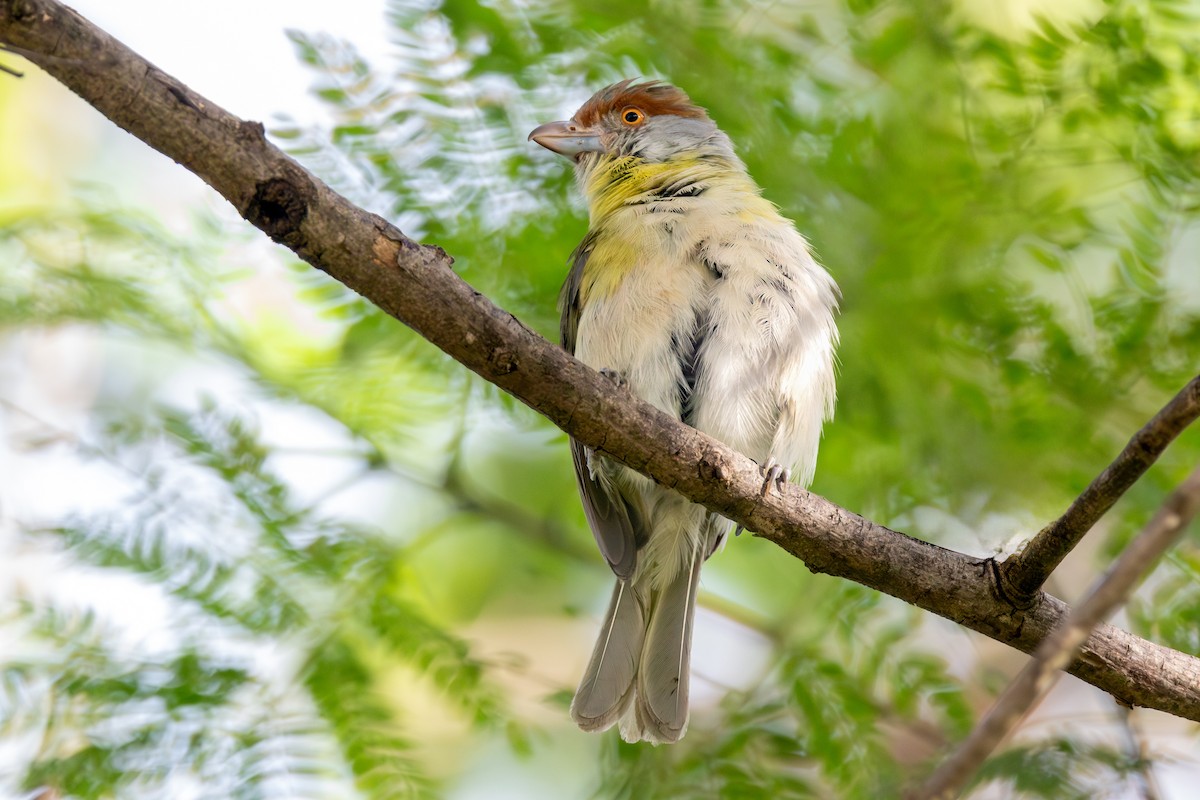 Rufous-browed Peppershrike - ML647765078