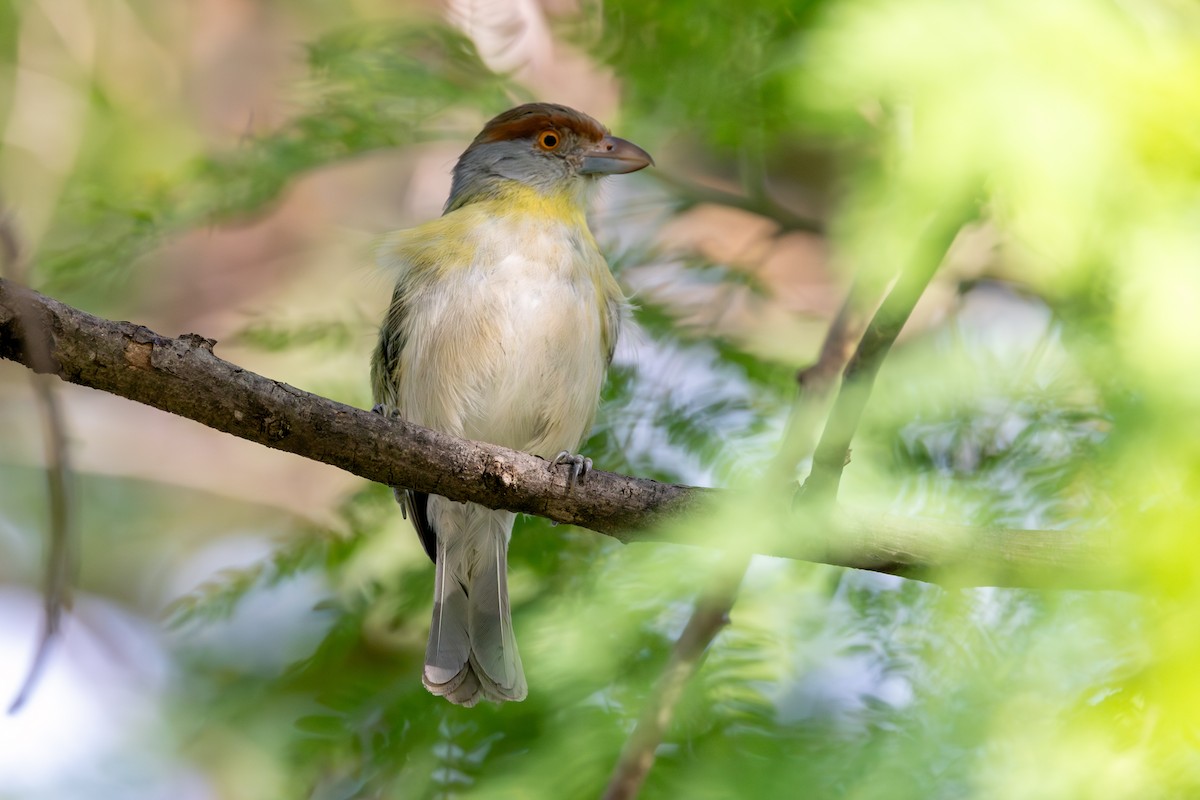 Rufous-browed Peppershrike - ML647765079