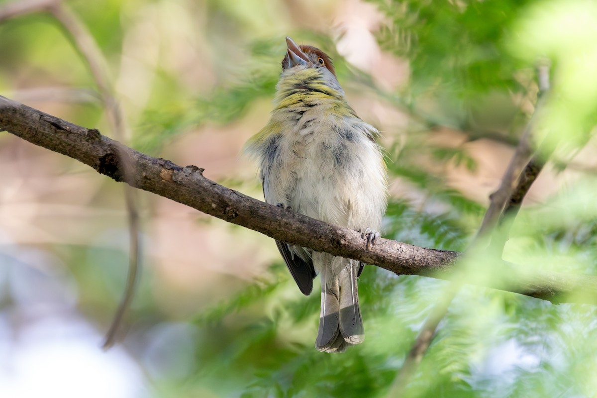 Rufous-browed Peppershrike - ML647765081