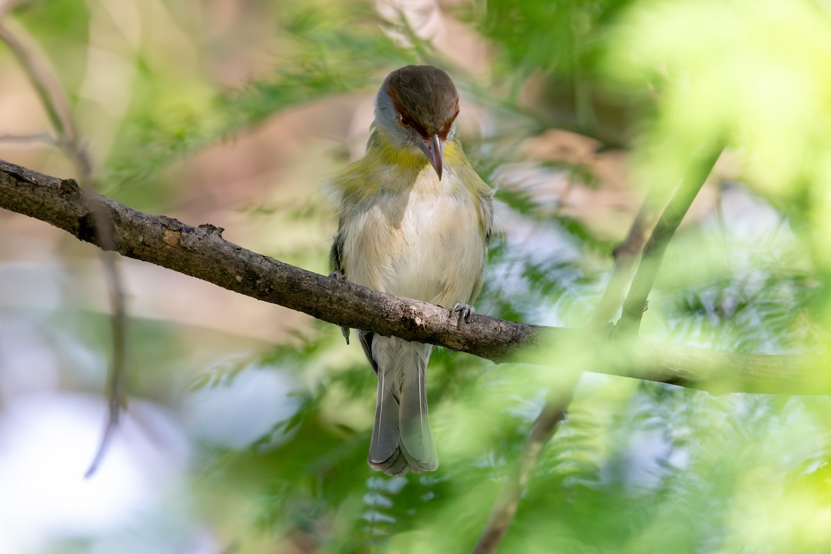 Rufous-browed Peppershrike - ML647765082