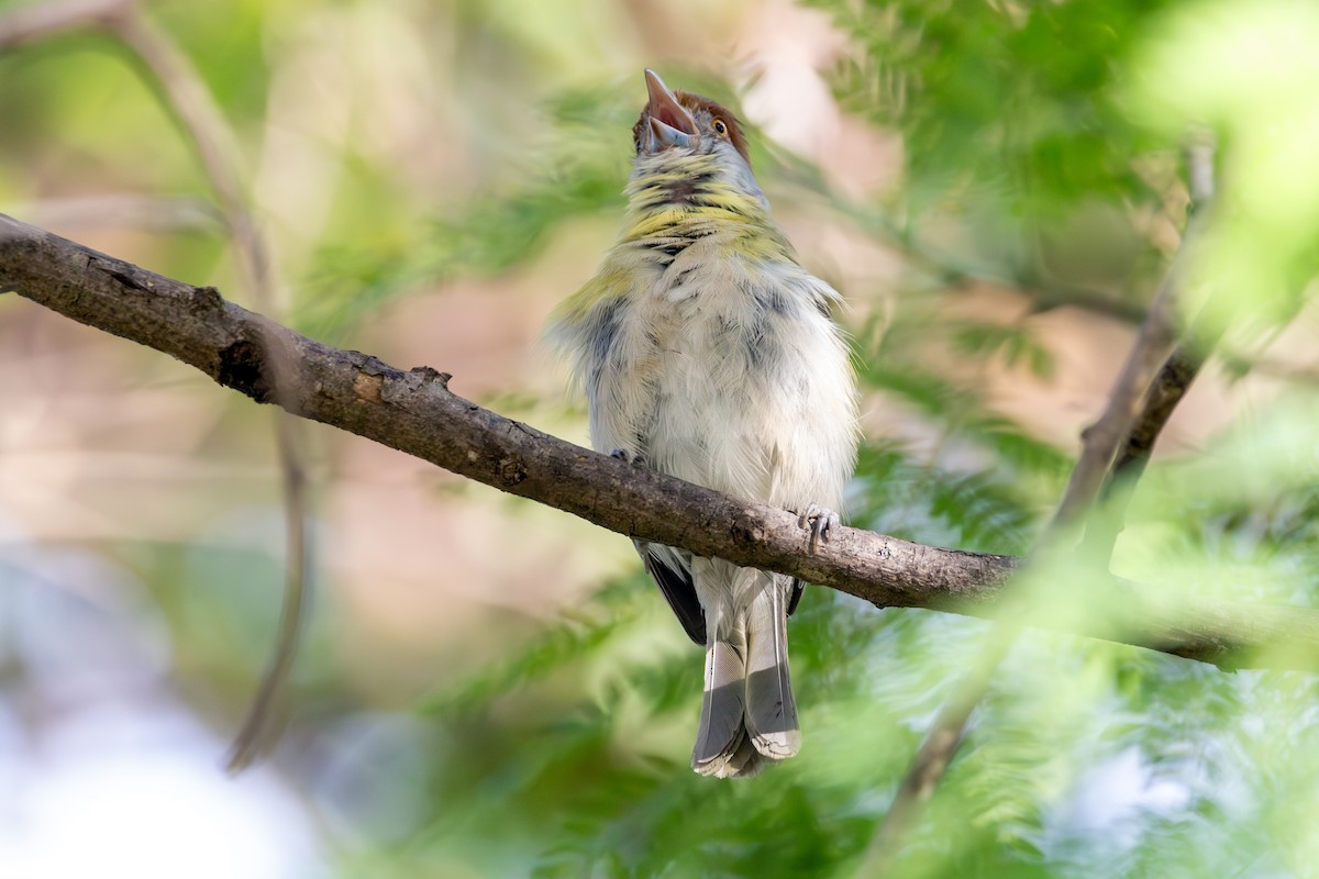 Rufous-browed Peppershrike - ML647765083