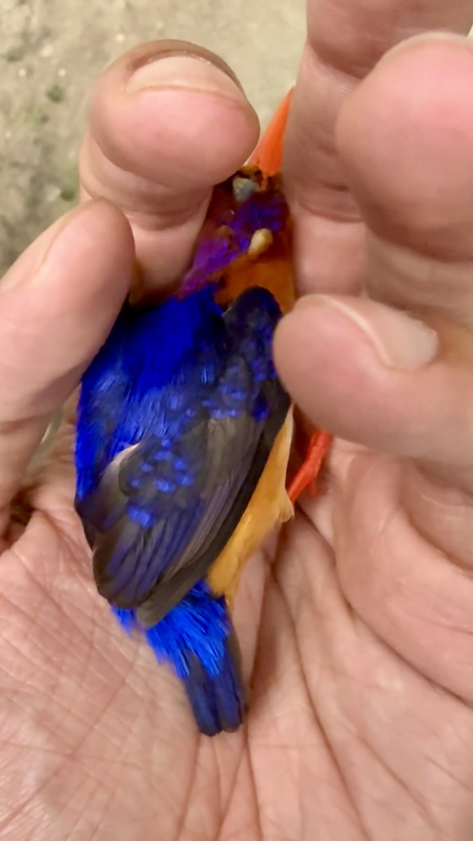 ledňáček trpasličí - ML647765088