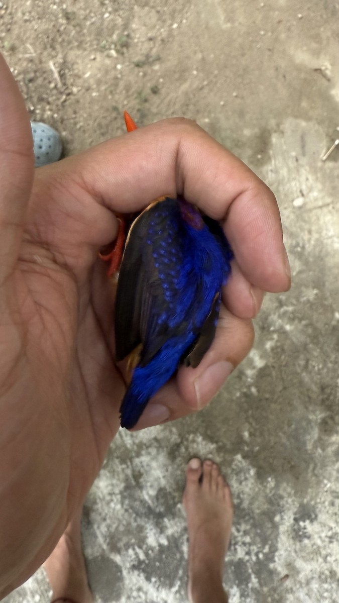 ledňáček trpasličí - ML647765090