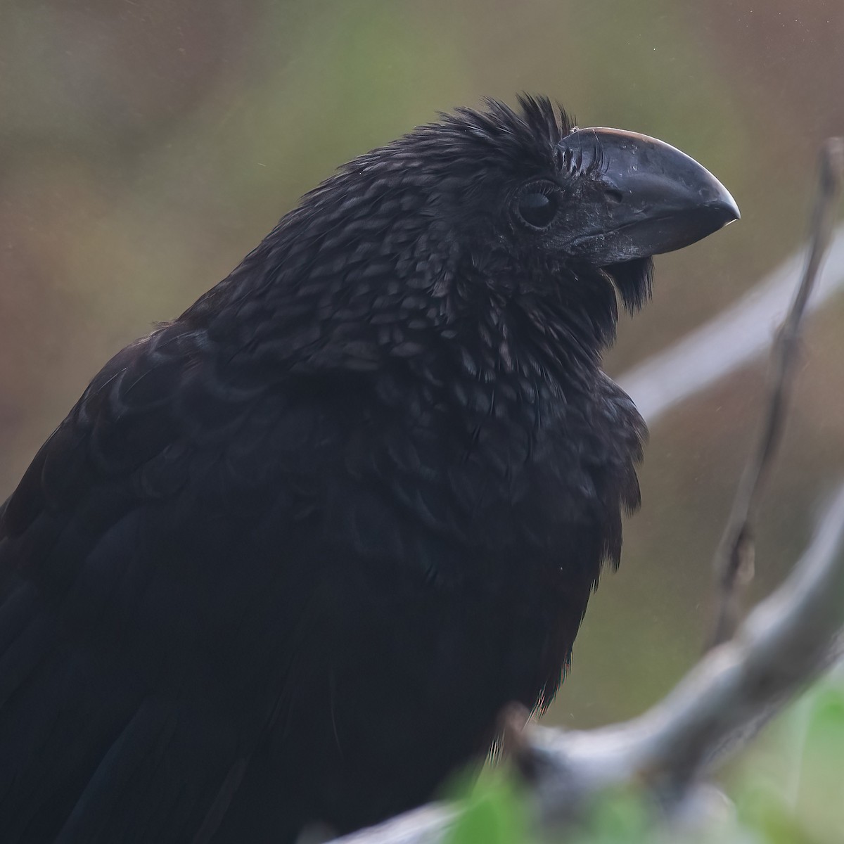 ani tlustozobá - ML647765096